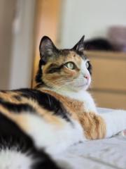 לינוי טל ניסים