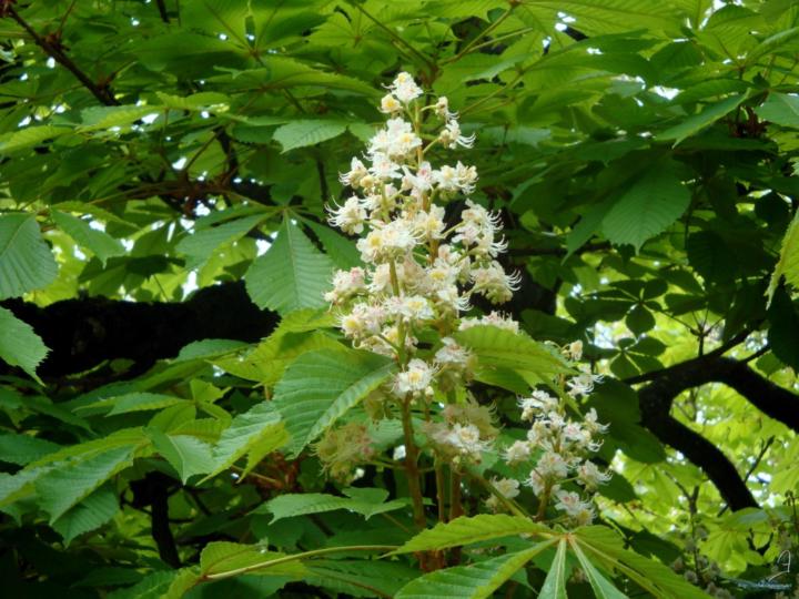 Гинка Гинка Генова