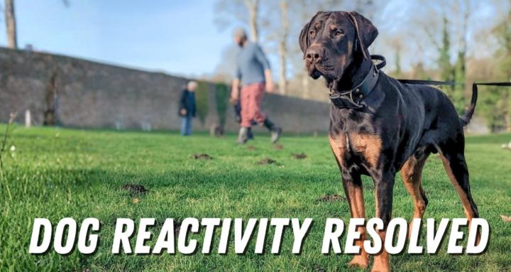 Dog Reactivity Resolved