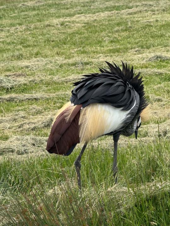 Shashank Mahavrathayajula