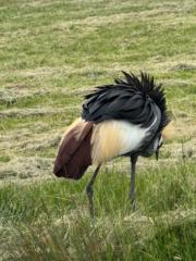 Shashank Mahavrathayajula