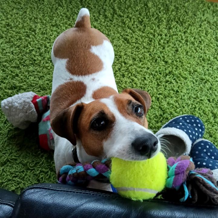 Tarita van Breugel-Brown