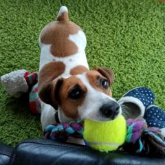 Tarita van Breugel-Brown