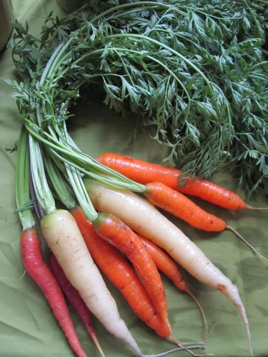 Gardening Assignment #1