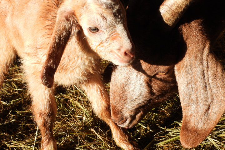 How to tell your goats is about to kid