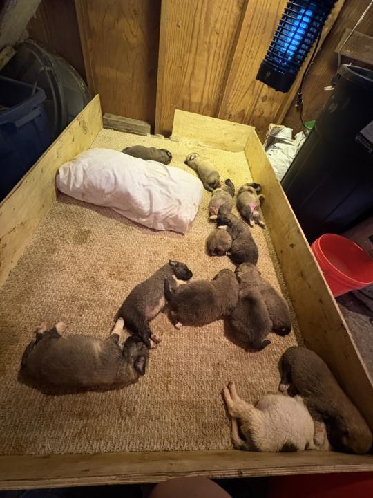 Puppy milk replacer