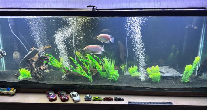 Fish and Rc cars