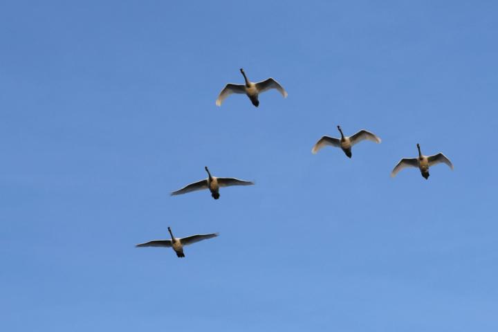 Join Our next Skill Builder: Leadership 5.0 – February 10th