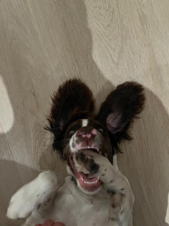 Sebastian Høj Gregersen