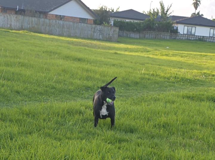 Chopper the dog