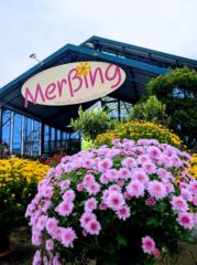 Blumenhaus Merßing Lucy