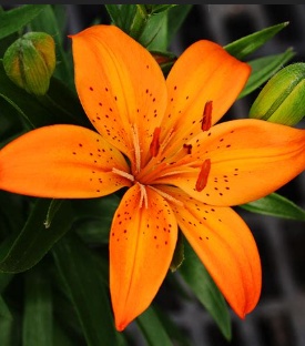 Evelyn Lily