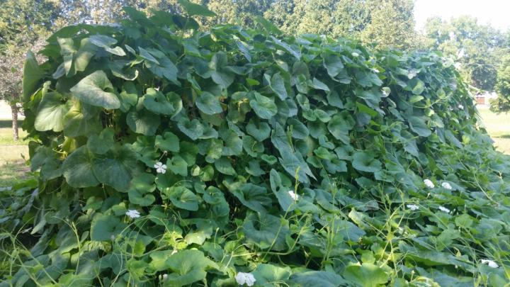 Trelis birdhouse gourds 