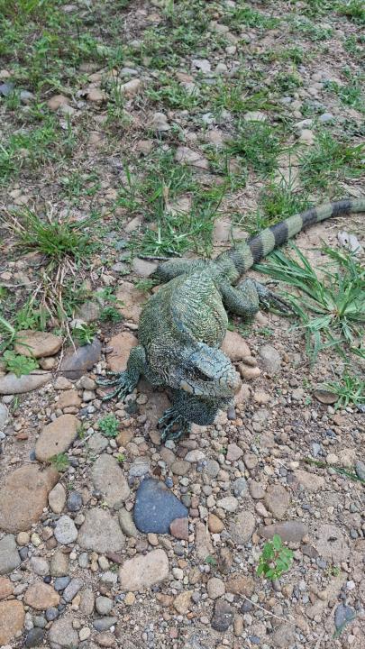 Felipe alexander Tavera cardona