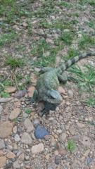 Felipe alexander Tavera cardona