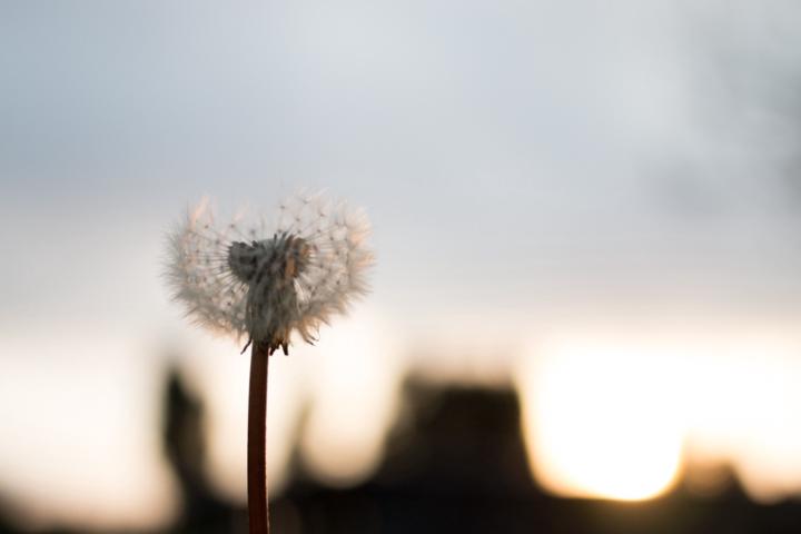 Ana P Rodríguez Martí