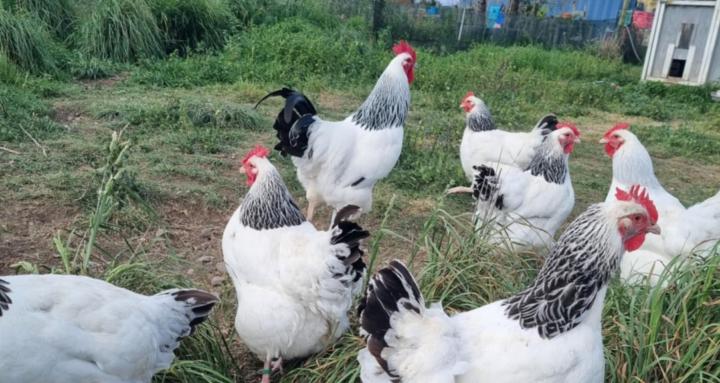 Hens gone wild