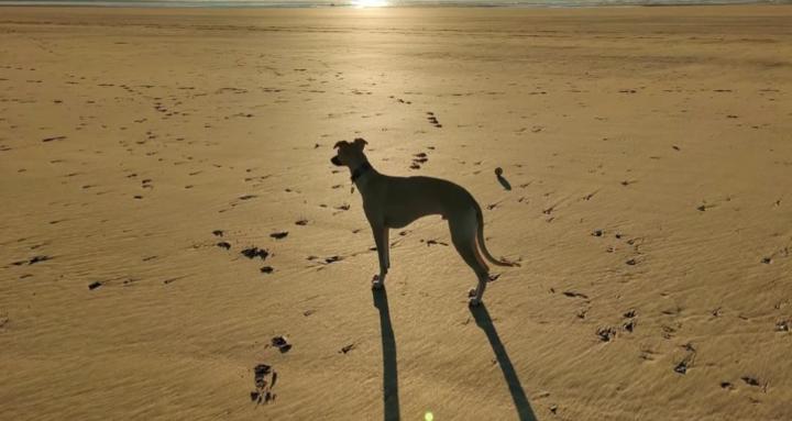 Whippet_Zone