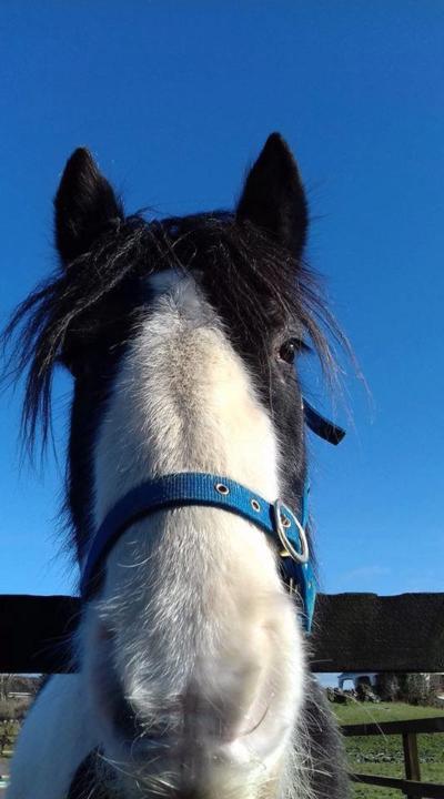 Horses Connect