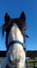 Horses Connect
