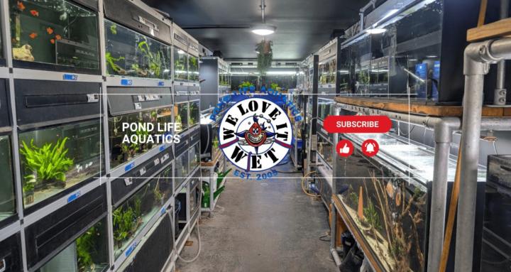 Pond Life Aquatics