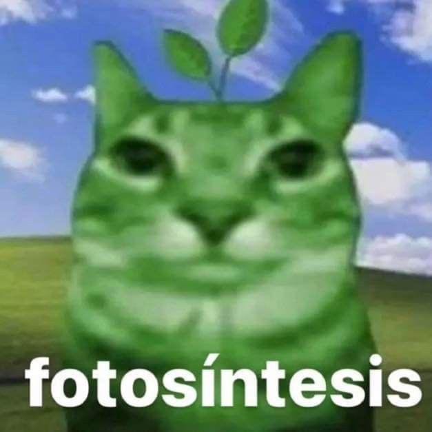Mats Heimen