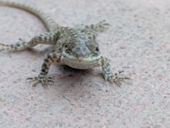 Zahid Gonzalez Trinidad