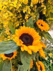 Paweena Wongwattanachai