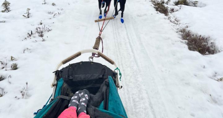 Sled dogs