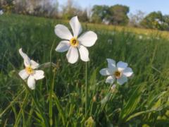 Martine Mangold colas