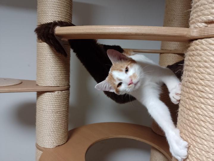 𝗗𝗶𝗲 𝟳-𝗧𝗮𝗴𝗲-𝗞𝗮𝘁𝘇𝗲𝗻-𝗖𝗵𝗮𝗹𝗹𝗲𝗻𝗴𝗲