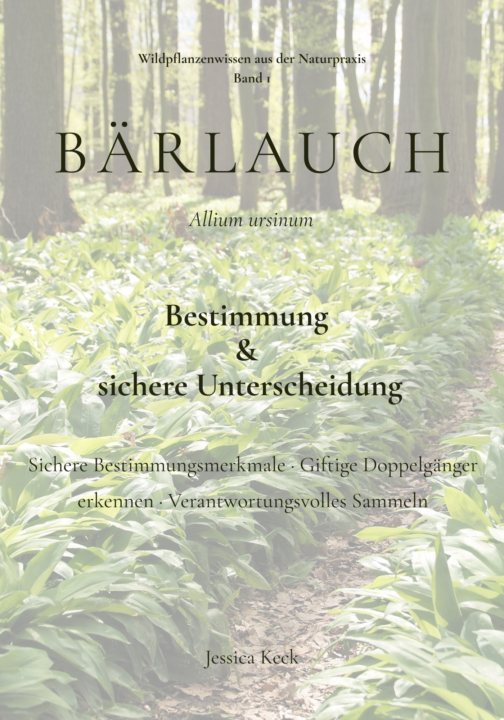 🌿 Bärlauch verstehen – sicher bestimmen und bewusst anwenden