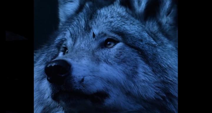 Silent Wolf
