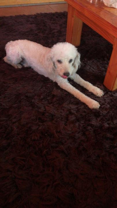 Sandra Flores Navarro