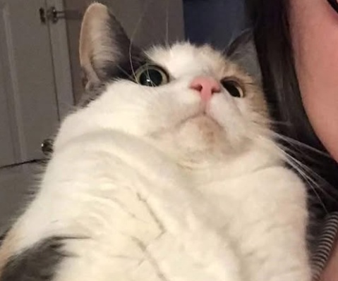 Rayyannoor Dibagelen