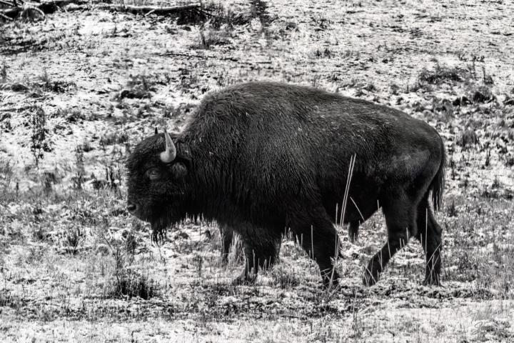 Black & White Bison