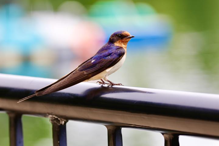 Barn swallow.  