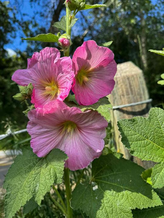 From Pink to Red and Gray
