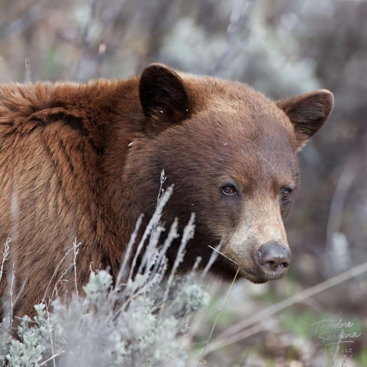 Cinnamon Bear Portrait