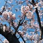 さ つ