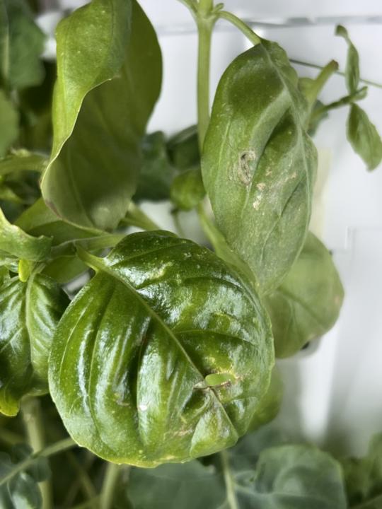 Basil 