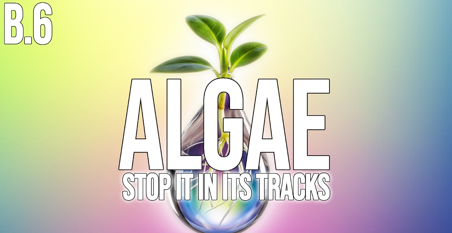 Algae