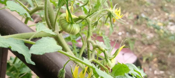 Évolution tomates 