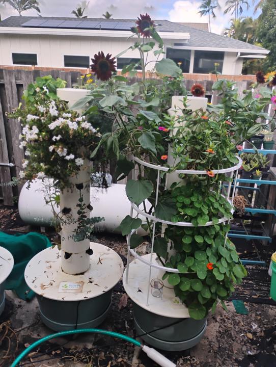 Flowers in the Tower 