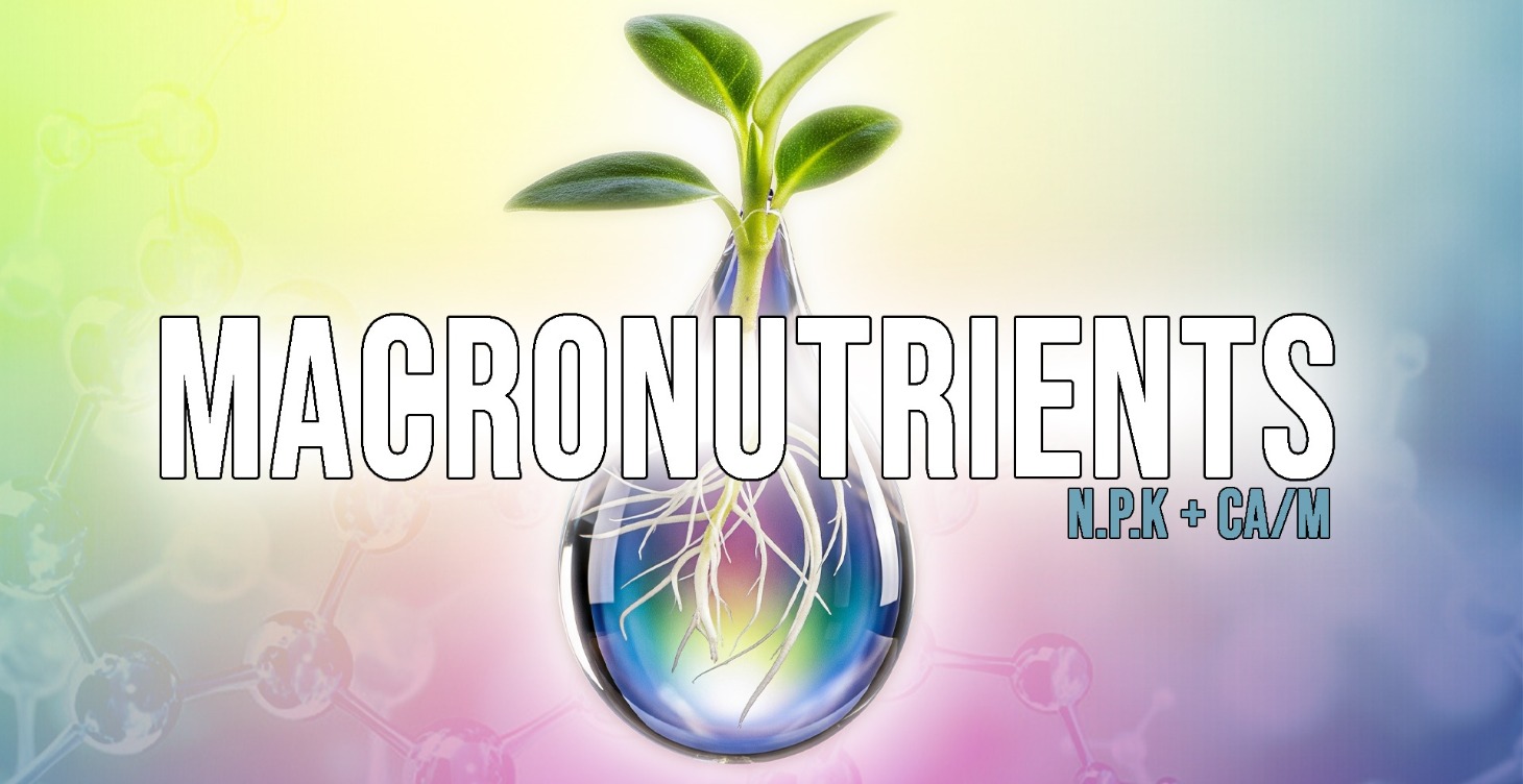 Macronutrients