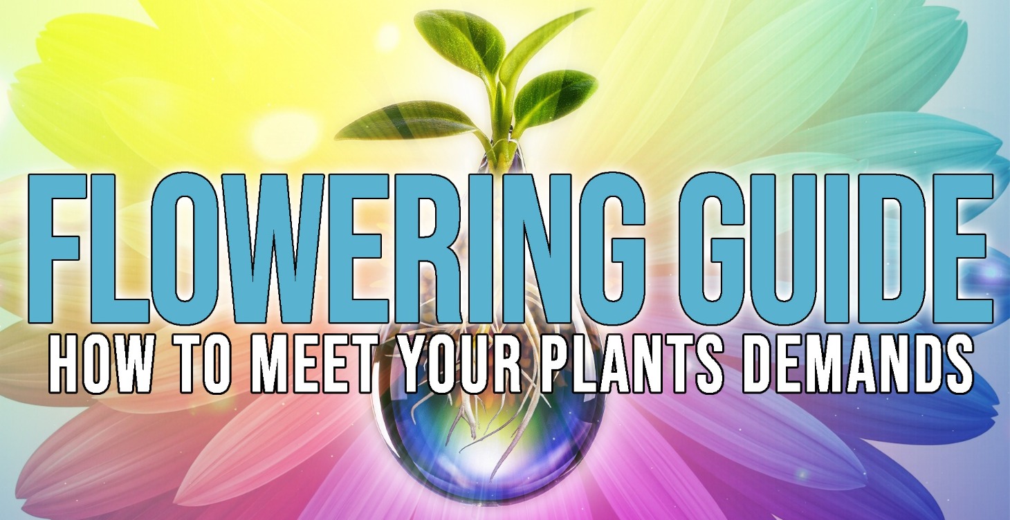 The Flowering Guide