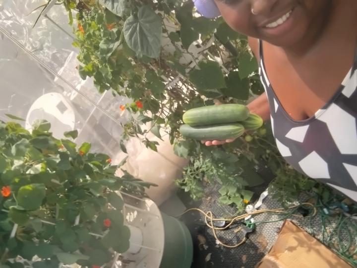 Why do we eat unripened cucumbers? 