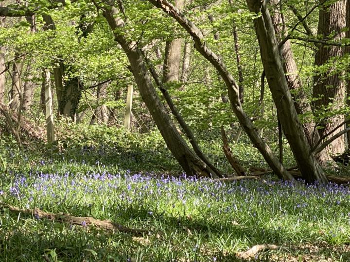 Bluebells 