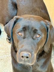 Paloma Llanza Figueroa