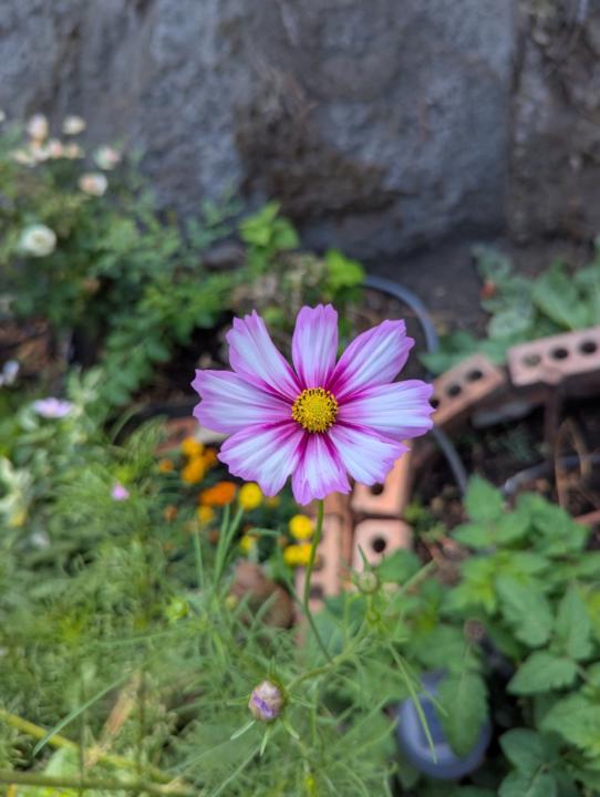 Megan Hanifer-Graven